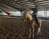 ranch-quarter-horse