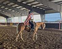 ranch-versatility-quarter-horse