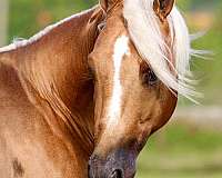 ranch-work-quarter-horse