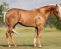 roping-quarter-horse