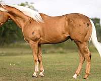 show-quarter-horse