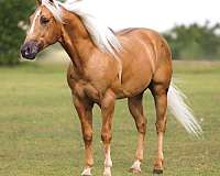 trail-quarter-horse