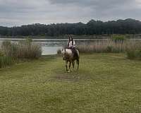 trail-riding-quarter-horse