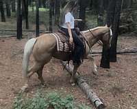 western-riding-quarter-horse