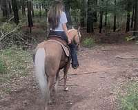 working-cattle-quarter-horse