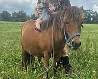 miniature-mare