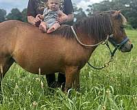 miniature-horse-for-sale