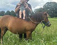 miniature-horse