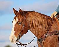 athletic-quarter-horse