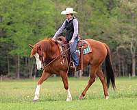 beginner-quarter-horse