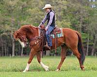 flashy-quarter-horse