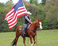 husband-safe-quarter-horse