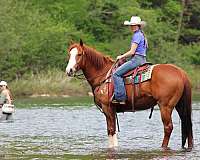 kid-safe-quarter-horse