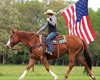 ranch-quarter-horse