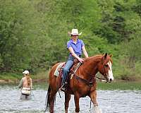 ranch-work-quarter-horse