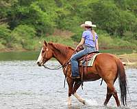 show-quarter-horse