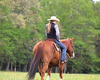 trail-quarter-horse