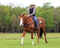 trail-riding-quarter-horse