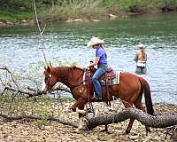 western-riding-quarter-horse