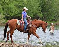 working-cattle-quarter-horse