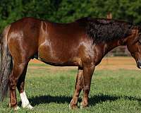 athletic-pony