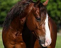 beginner-pony