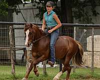 english-pleasure-pony