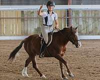 jumping-pony