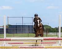 hunter-jumper-pony