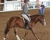 roping-pony