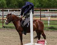 show-pony