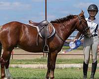 trail-riding-pony