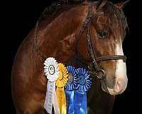 sorrel-pony-gelding