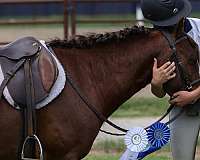 youth-pony