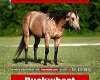 all-around-quarter-horse