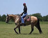 calf-roping-quarter-horse