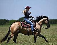 flashy-quarter-horse