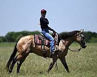 heading-quarter-horse