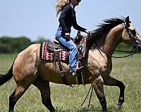 husband-safe-quarter-horse