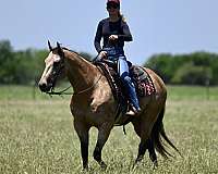 performance-quarter-horse