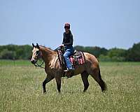 ranch-quarter-horse