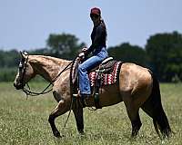 ranch-versatility-quarter-horse