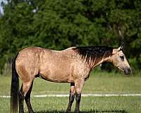 ranch-work-quarter-horse