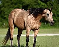 roping-quarter-horse
