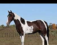 tennessee-walking-gelding