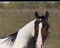 tennessee-walking-horse-for-sale