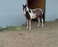 tennessee-walking-horse