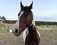 gelding