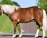 beginner-pony