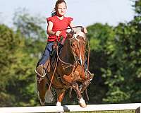 driving-pony